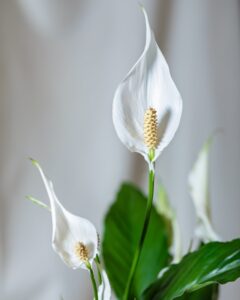 Air Filtering Indoor Plants