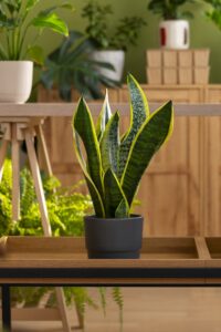 Air Filtering Indoor Plants