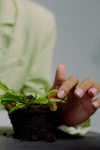 Caring for A Venus Flytrap Plant