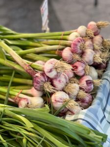 When to plant garlic